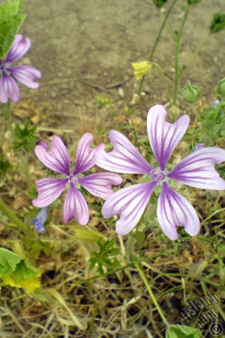 A mobile wallpaper and MMS picture for Apple iPhone 7s, 6s, 5s, 4s, Plus, iPods, iPads, New iPads, Samsung Galaxy S Series and Notes, Sony Ericsson Xperia, LG Mobile Phones, Tablets and Devices: Purple color Erica flower.
