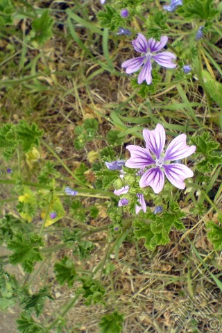 A mobile wallpaper and MMS picture for Apple iPhone 7s, 6s, 5s, 4s, Plus, iPods, iPads, New iPads, Samsung Galaxy S Series and Notes, Sony Ericsson Xperia, LG Mobile Phones, Tablets and Devices: Purple color Erica flower.
