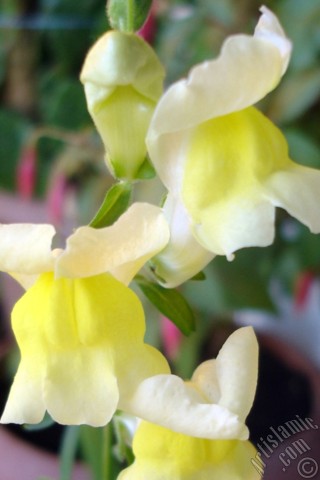 A mobile wallpaper and MMS picture for Apple iPhone 7s, 6s, 5s, 4s, Plus, iPods, iPads, New iPads, Samsung Galaxy S Series and Notes, Sony Ericsson Xperia, LG Mobile Phones, Tablets and Devices: Yellow Snapdragon flower.
