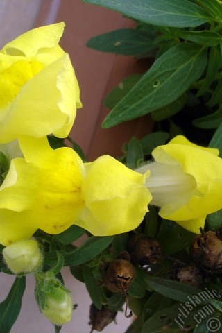 A mobile wallpaper and MMS picture for Apple iPhone 7s, 6s, 5s, 4s, Plus, iPods, iPads, New iPads, Samsung Galaxy S Series and Notes, Sony Ericsson Xperia, LG Mobile Phones, Tablets and Devices: Yellow Snapdragon flower.
