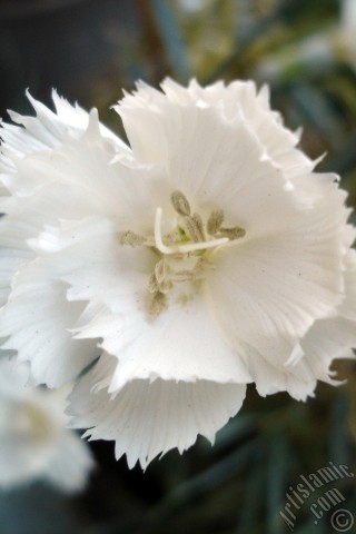 A mobile wallpaper and MMS picture for Apple iPhone 7s, 6s, 5s, 4s, Plus, iPods, iPads, New iPads, Samsung Galaxy S Series and Notes, Sony Ericsson Xperia, LG Mobile Phones, Tablets and Devices: White color Carnation -Clove Pink- flower.
