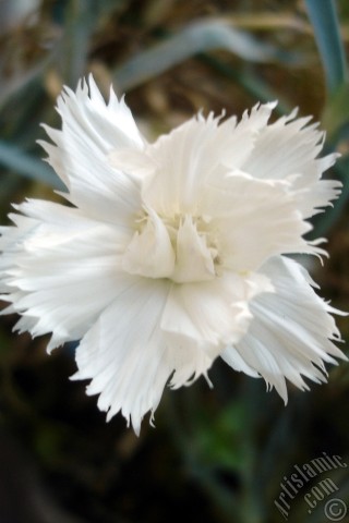 A mobile wallpaper and MMS picture for Apple iPhone 7s, 6s, 5s, 4s, Plus, iPods, iPads, New iPads, Samsung Galaxy S Series and Notes, Sony Ericsson Xperia, LG Mobile Phones, Tablets and Devices: White color Carnation -Clove Pink- flower.
