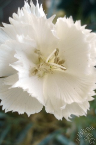 A mobile wallpaper and MMS picture for Apple iPhone 7s, 6s, 5s, 4s, Plus, iPods, iPads, New iPads, Samsung Galaxy S Series and Notes, Sony Ericsson Xperia, LG Mobile Phones, Tablets and Devices: White color Carnation -Clove Pink- flower.
