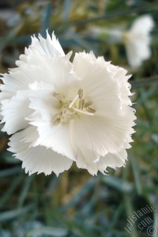 A mobile wallpaper and MMS picture for Apple iPhone 7s, 6s, 5s, 4s, Plus, iPods, iPads, New iPads, Samsung Galaxy S Series and Notes, Sony Ericsson Xperia, LG Mobile Phones, Tablets and Devices: White color Carnation -Clove Pink- flower.
