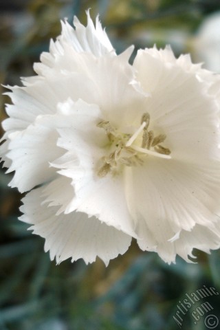 A mobile wallpaper and MMS picture for Apple iPhone 7s, 6s, 5s, 4s, Plus, iPods, iPads, New iPads, Samsung Galaxy S Series and Notes, Sony Ericsson Xperia, LG Mobile Phones, Tablets and Devices: White color Carnation -Clove Pink- flower.
