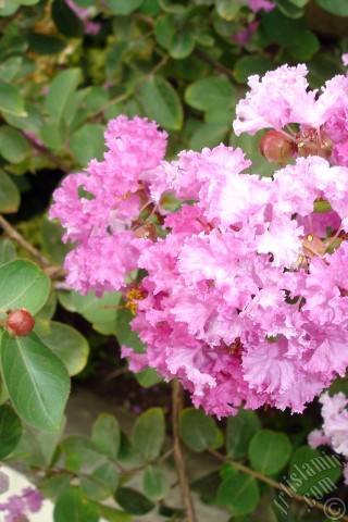 A mobile wallpaper and MMS picture for Apple iPhone 7s, 6s, 5s, 4s, Plus, iPods, iPads, New iPads, Samsung Galaxy S Series and Notes, Sony Ericsson Xperia, LG Mobile Phones, Tablets and Devices: Crape Myrtle -Crepe Myrtle- flower.
