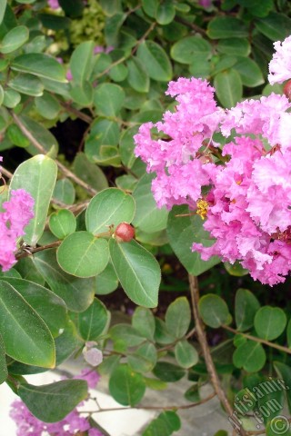 A mobile wallpaper and MMS picture for Apple iPhone 7s, 6s, 5s, 4s, Plus, iPods, iPads, New iPads, Samsung Galaxy S Series and Notes, Sony Ericsson Xperia, LG Mobile Phones, Tablets and Devices: Crape Myrtle -Crepe Myrtle- flower.
