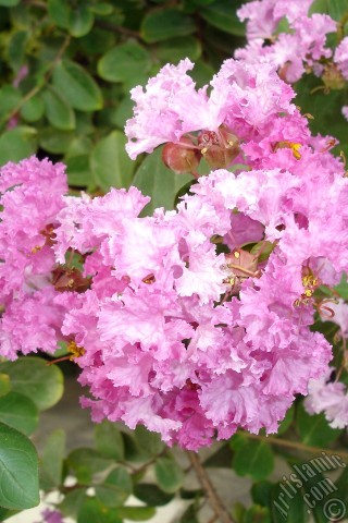 A mobile wallpaper and MMS picture for Apple iPhone 7s, 6s, 5s, 4s, Plus, iPods, iPads, New iPads, Samsung Galaxy S Series and Notes, Sony Ericsson Xperia, LG Mobile Phones, Tablets and Devices: Crape Myrtle -Crepe Myrtle- flower.
