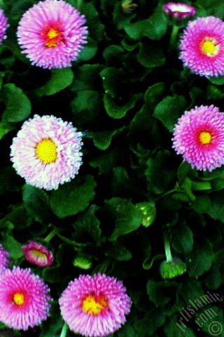 A mobile wallpaper and MMS picture for Apple iPhone 7s, 6s, 5s, 4s, Plus, iPods, iPads, New iPads, Samsung Galaxy S Series and Notes, Sony Ericsson Xperia, LG Mobile Phones, Tablets and Devices: Some pink wildflowers.
