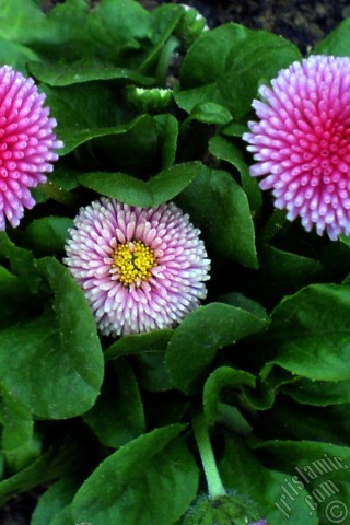 A mobile wallpaper and MMS picture for Apple iPhone 7s, 6s, 5s, 4s, Plus, iPods, iPads, New iPads, Samsung Galaxy S Series and Notes, Sony Ericsson Xperia, LG Mobile Phones, Tablets and Devices: Some pink wildflowers.
