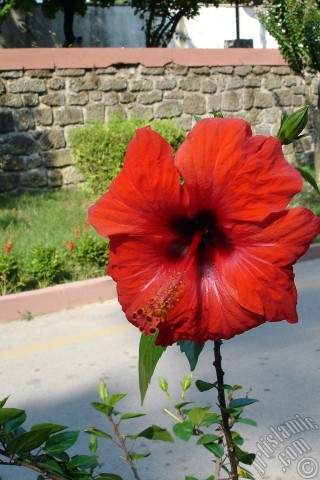 A mobile wallpaper and MMS picture for Apple iPhone 7s, 6s, 5s, 4s, Plus, iPods, iPads, New iPads, Samsung Galaxy S Series and Notes, Sony Ericsson Xperia, LG Mobile Phones, Tablets and Devices: A red color Japanese Rose, -Chinese Rose, Tropical Hibiscus, Shoe Flower-.
