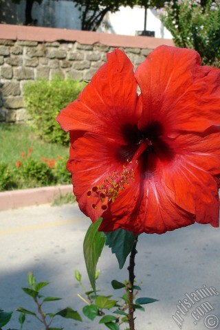 A mobile wallpaper and MMS picture for Apple iPhone 7s, 6s, 5s, 4s, Plus, iPods, iPads, New iPads, Samsung Galaxy S Series and Notes, Sony Ericsson Xperia, LG Mobile Phones, Tablets and Devices: A red color Japanese Rose, -Chinese Rose, Tropical Hibiscus, Shoe Flower-.
