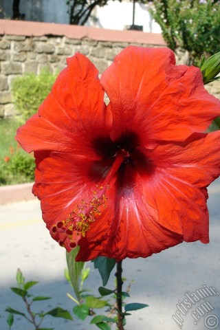 A mobile wallpaper and MMS picture for Apple iPhone 7s, 6s, 5s, 4s, Plus, iPods, iPads, New iPads, Samsung Galaxy S Series and Notes, Sony Ericsson Xperia, LG Mobile Phones, Tablets and Devices: A red color Japanese Rose, -Chinese Rose, Tropical Hibiscus, Shoe Flower-.
