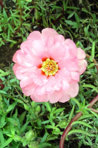 A mobile wallpaper and MMS picture for Apple iPhone 7s, 6s, 5s, 4s, Plus, iPods, iPads, New iPads, Samsung Galaxy S Series and Notes, Sony Ericsson Xperia, LG Mobile Phones, Tablets and Devices: Pink Moss rose -Perslane, Purslane- flower.
