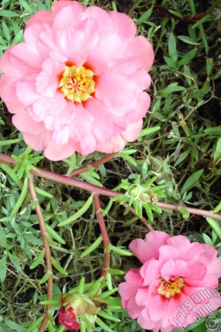 A mobile wallpaper and MMS picture for Apple iPhone 7s, 6s, 5s, 4s, Plus, iPods, iPads, New iPads, Samsung Galaxy S Series and Notes, Sony Ericsson Xperia, LG Mobile Phones, Tablets and Devices: Pink Moss rose -Perslane, Purslane- flower.
