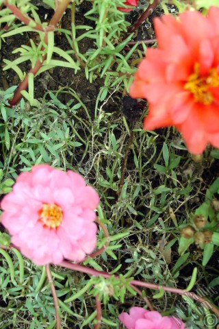 A mobile wallpaper and MMS picture for Apple iPhone 7s, 6s, 5s, 4s, Plus, iPods, iPads, New iPads, Samsung Galaxy S Series and Notes, Sony Ericsson Xperia, LG Mobile Phones, Tablets and Devices: Pink Moss rose -Perslane, Purslane- flower.
