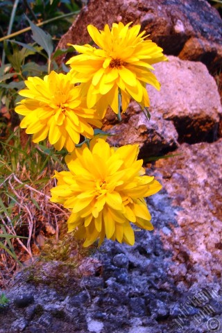 A mobile wallpaper and MMS picture for Apple iPhone 7s, 6s, 5s, 4s, Plus, iPods, iPads, New iPads, Samsung Galaxy S Series and Notes, Sony Ericsson Xperia, LG Mobile Phones, Tablets and Devices: Yellow color Double Kerria -Wild Rose, Japanese Rose- flower.
