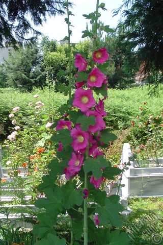 A mobile wallpaper and MMS picture for Apple iPhone 7s, 6s, 5s, 4s, Plus, iPods, iPads, New iPads, Samsung Galaxy S Series and Notes, Sony Ericsson Xperia, LG Mobile Phones, Tablets and Devices: Pink Hibiscus flower.
