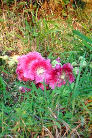 A mobile wallpaper and MMS picture for Apple iPhone 7s, 6s, 5s, 4s, Plus, iPods, iPads, New iPads, Samsung Galaxy S Series and Notes, Sony Ericsson Xperia, LG Mobile Phones, Tablets and Devices: Pink Hibiscus flower.
