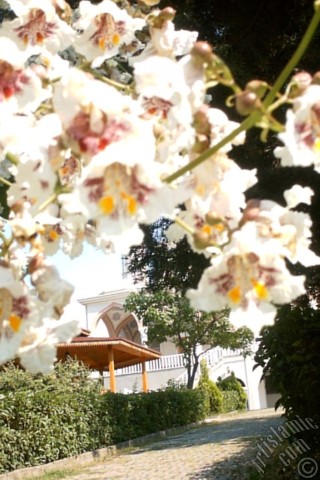 A mobile wallpaper and MMS picture for Apple iPhone 7s, 6s, 5s, 4s, Plus, iPods, iPads, New iPads, Samsung Galaxy S Series and Notes, Sony Ericsson Xperia, LG Mobile Phones, Tablets and Devices: Southern Catalpa -Indian Bean Tree- flower.
