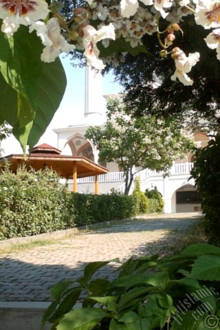 A mobile wallpaper and MMS picture for Apple iPhone 7s, 6s, 5s, 4s, Plus, iPods, iPads, New iPads, Samsung Galaxy S Series and Notes, Sony Ericsson Xperia, LG Mobile Phones, Tablets and Devices: Southern Catalpa -Indian Bean Tree- flower.
