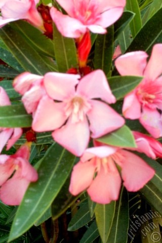 A mobile wallpaper and MMS picture for Apple iPhone 7s, 6s, 5s, 4s, Plus, iPods, iPads, New iPads, Samsung Galaxy S Series and Notes, Sony Ericsson Xperia, LG Mobile Phones, Tablets and Devices: Oleander Tree`s pink flower.
