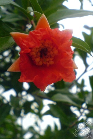 A mobile wallpaper and MMS picture for Apple iPhone 7s, 6s, 5s, 4s, Plus, iPods, iPads, New iPads, Samsung Galaxy S Series and Notes, Sony Ericsson Xperia, LG Mobile Phones, Tablets and Devices: Pomegranate`s flower.
