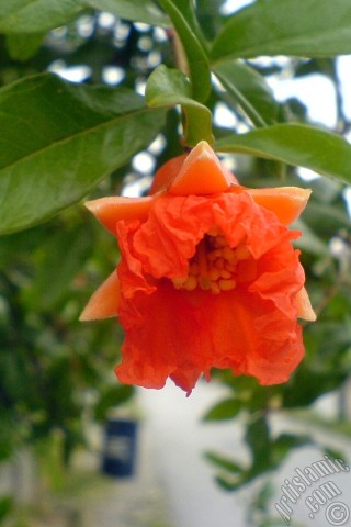 A mobile wallpaper and MMS picture for Apple iPhone 7s, 6s, 5s, 4s, Plus, iPods, iPads, New iPads, Samsung Galaxy S Series and Notes, Sony Ericsson Xperia, LG Mobile Phones, Tablets and Devices: Pomegranate`s flower.
