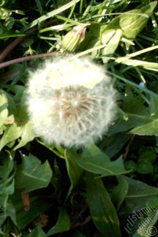 A mobile wallpaper and MMS picture for Apple iPhone 7s, 6s, 5s, 4s, Plus, iPods, iPads, New iPads, Samsung Galaxy S Series and Notes, Sony Ericsson Xperia, LG Mobile Phones, Tablets and Devices: A plant photo.
