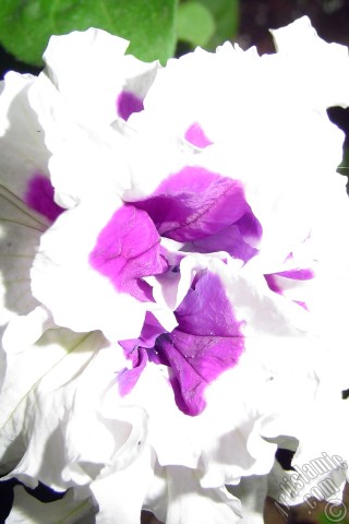 A mobile wallpaper and MMS picture for Apple iPhone 7s, 6s, 5s, 4s, Plus, iPods, iPads, New iPads, Samsung Galaxy S Series and Notes, Sony Ericsson Xperia, LG Mobile Phones, Tablets and Devices: A flower photo.
