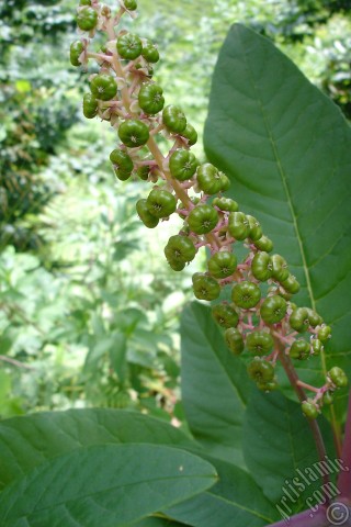 A mobile wallpaper and MMS picture for Apple iPhone 7s, 6s, 5s, 4s, Plus, iPods, iPads, New iPads, Samsung Galaxy S Series and Notes, Sony Ericsson Xperia, LG Mobile Phones, Tablets and Devices: A plant photo.
