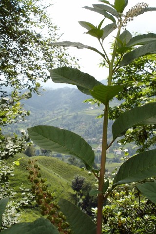 A mobile wallpaper and MMS picture for Apple iPhone 7s, 6s, 5s, 4s, Plus, iPods, iPads, New iPads, Samsung Galaxy S Series and Notes, Sony Ericsson Xperia, LG Mobile Phones, Tablets and Devices: A plant photo.
