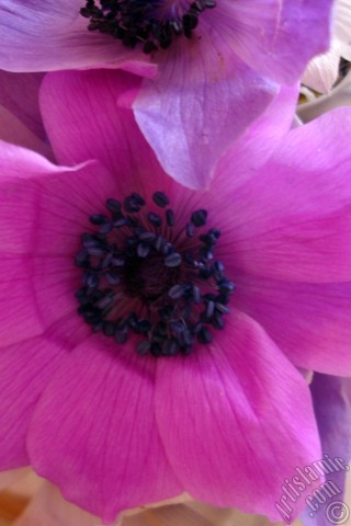 A mobile wallpaper and MMS picture for Apple iPhone 7s, 6s, 5s, 4s, Plus, iPods, iPads, New iPads, Samsung Galaxy S Series and Notes, Sony Ericsson Xperia, LG Mobile Phones, Tablets and Devices: A bouquet consisting of purple flowers.
