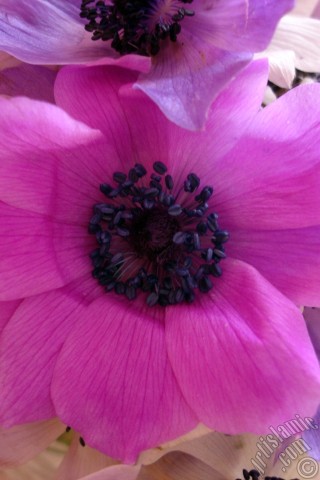 A mobile wallpaper and MMS picture for Apple iPhone 7s, 6s, 5s, 4s, Plus, iPods, iPads, New iPads, Samsung Galaxy S Series and Notes, Sony Ericsson Xperia, LG Mobile Phones, Tablets and Devices: A bouquet consisting of purple flowers.
