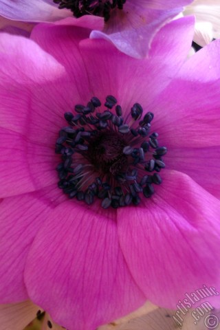 A mobile wallpaper and MMS picture for Apple iPhone 7s, 6s, 5s, 4s, Plus, iPods, iPads, New iPads, Samsung Galaxy S Series and Notes, Sony Ericsson Xperia, LG Mobile Phones, Tablets and Devices: A bouquet consisting of purple flowers.
