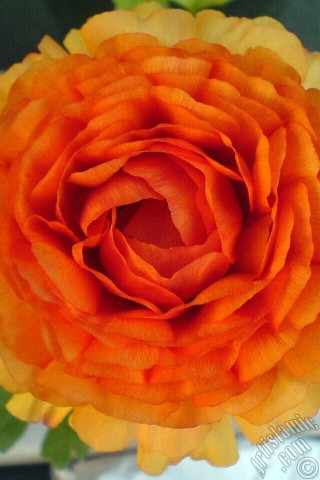 A mobile wallpaper and MMS picture for Apple iPhone 7s, 6s, 5s, 4s, Plus, iPods, iPads, New iPads, Samsung Galaxy S Series and Notes, Sony Ericsson Xperia, LG Mobile Phones, Tablets and Devices: A yellow flower in the pot.
