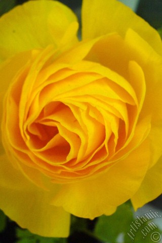 A mobile wallpaper and MMS picture for Apple iPhone 7s, 6s, 5s, 4s, Plus, iPods, iPads, New iPads, Samsung Galaxy S Series and Notes, Sony Ericsson Xperia, LG Mobile Phones, Tablets and Devices: A yellow flower in the pot.
