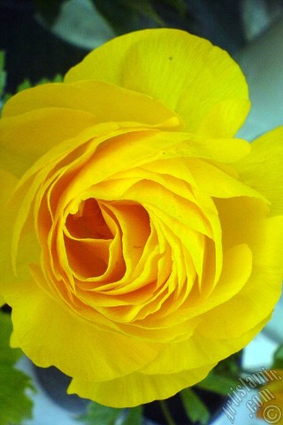 A mobile wallpaper and MMS picture for Apple iPhone 7s, 6s, 5s, 4s, Plus, iPods, iPads, New iPads, Samsung Galaxy S Series and Notes, Sony Ericsson Xperia, LG Mobile Phones, Tablets and Devices: A yellow flower in the pot.
