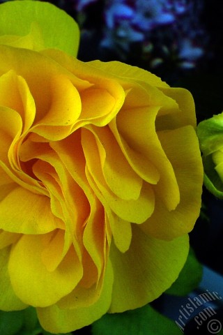 A mobile wallpaper and MMS picture for Apple iPhone 7s, 6s, 5s, 4s, Plus, iPods, iPads, New iPads, Samsung Galaxy S Series and Notes, Sony Ericsson Xperia, LG Mobile Phones, Tablets and Devices: A yellow flower in the pot.
