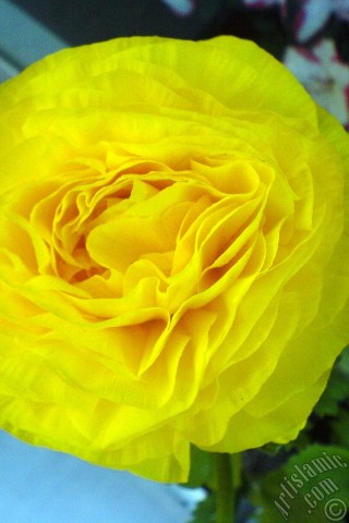 A mobile wallpaper and MMS picture for Apple iPhone 7s, 6s, 5s, 4s, Plus, iPods, iPads, New iPads, Samsung Galaxy S Series and Notes, Sony Ericsson Xperia, LG Mobile Phones, Tablets and Devices: A yellow flower in the pot.
