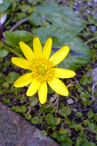 A mobile wallpaper and MMS picture for Apple iPhone 7s, 6s, 5s, 4s, Plus, iPods, iPads, New iPads, Samsung Galaxy S Series and Notes, Sony Ericsson Xperia, LG Mobile Phones, Tablets and Devices: A yellow color flower from Asteraceae Family similar to yellow daisy.
