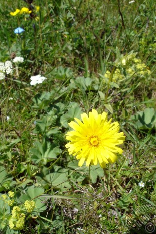 A mobile wallpaper and MMS picture for Apple iPhone 7s, 6s, 5s, 4s, Plus, iPods, iPads, New iPads, Samsung Galaxy S Series and Notes, Sony Ericsson Xperia, LG Mobile Phones, Tablets and Devices: A yellow color flower from Asteraceae Family similar to yellow daisy.
