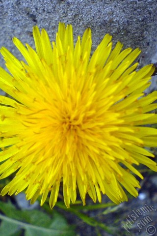 A mobile wallpaper and MMS picture for Apple iPhone 7s, 6s, 5s, 4s, Plus, iPods, iPads, New iPads, Samsung Galaxy S Series and Notes, Sony Ericsson Xperia, LG Mobile Phones, Tablets and Devices: A yellow color flower from Asteraceae Family similar to yellow daisy.
