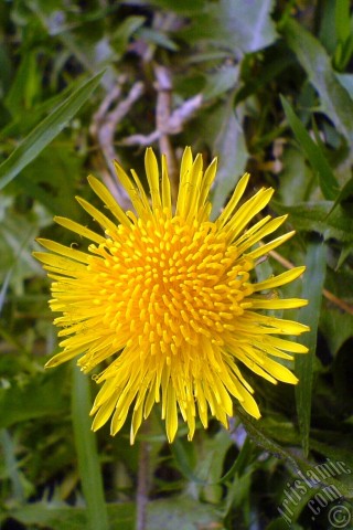 A mobile wallpaper and MMS picture for Apple iPhone 7s, 6s, 5s, 4s, Plus, iPods, iPads, New iPads, Samsung Galaxy S Series and Notes, Sony Ericsson Xperia, LG Mobile Phones, Tablets and Devices: A yellow color flower from Asteraceae Family similar to yellow daisy.
