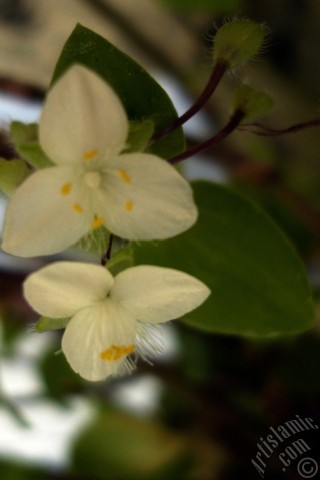 A mobile wallpaper and MMS picture for Apple iPhone 7s, 6s, 5s, 4s, Plus, iPods, iPads, New iPads, Samsung Galaxy S Series and Notes, Sony Ericsson Xperia, LG Mobile Phones, Tablets and Devices: Virginia Spiderwort -Lady`s Tears- plant with tiny white flowers.
