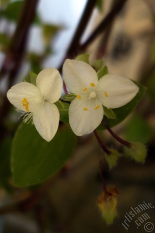 A mobile wallpaper and MMS picture for Apple iPhone 7s, 6s, 5s, 4s, Plus, iPods, iPads, New iPads, Samsung Galaxy S Series and Notes, Sony Ericsson Xperia, LG Mobile Phones, Tablets and Devices: Virginia Spiderwort -Lady`s Tears- plant with tiny white flowers.
