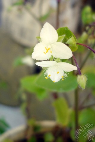 A mobile wallpaper and MMS picture for Apple iPhone 7s, 6s, 5s, 4s, Plus, iPods, iPads, New iPads, Samsung Galaxy S Series and Notes, Sony Ericsson Xperia, LG Mobile Phones, Tablets and Devices: Virginia Spiderwort -Lady`s Tears- plant with tiny white flowers.
