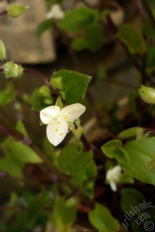 A mobile wallpaper and MMS picture for Apple iPhone 7s, 6s, 5s, 4s, Plus, iPods, iPads, New iPads, Samsung Galaxy S Series and Notes, Sony Ericsson Xperia, LG Mobile Phones, Tablets and Devices: Virginia Spiderwort -Lady`s Tears- plant with tiny white flowers.
