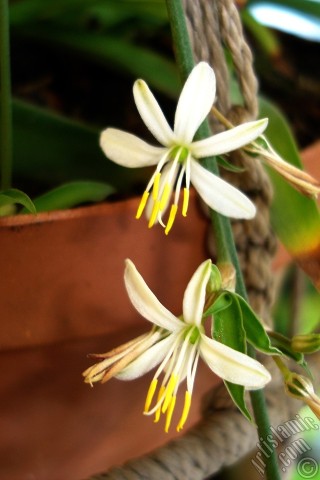 A mobile wallpaper and MMS picture for Apple iPhone 7s, 6s, 5s, 4s, Plus, iPods, iPads, New iPads, Samsung Galaxy S Series and Notes, Sony Ericsson Xperia, LG Mobile Phones, Tablets and Devices: A plant with tiny white flowers looks like mini lilies.
