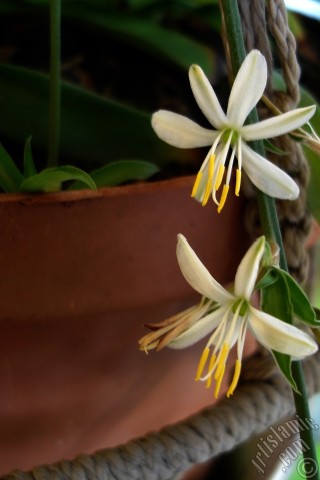 A mobile wallpaper and MMS picture for Apple iPhone 7s, 6s, 5s, 4s, Plus, iPods, iPads, New iPads, Samsung Galaxy S Series and Notes, Sony Ericsson Xperia, LG Mobile Phones, Tablets and Devices: A plant with tiny white flowers looks like mini lilies.
